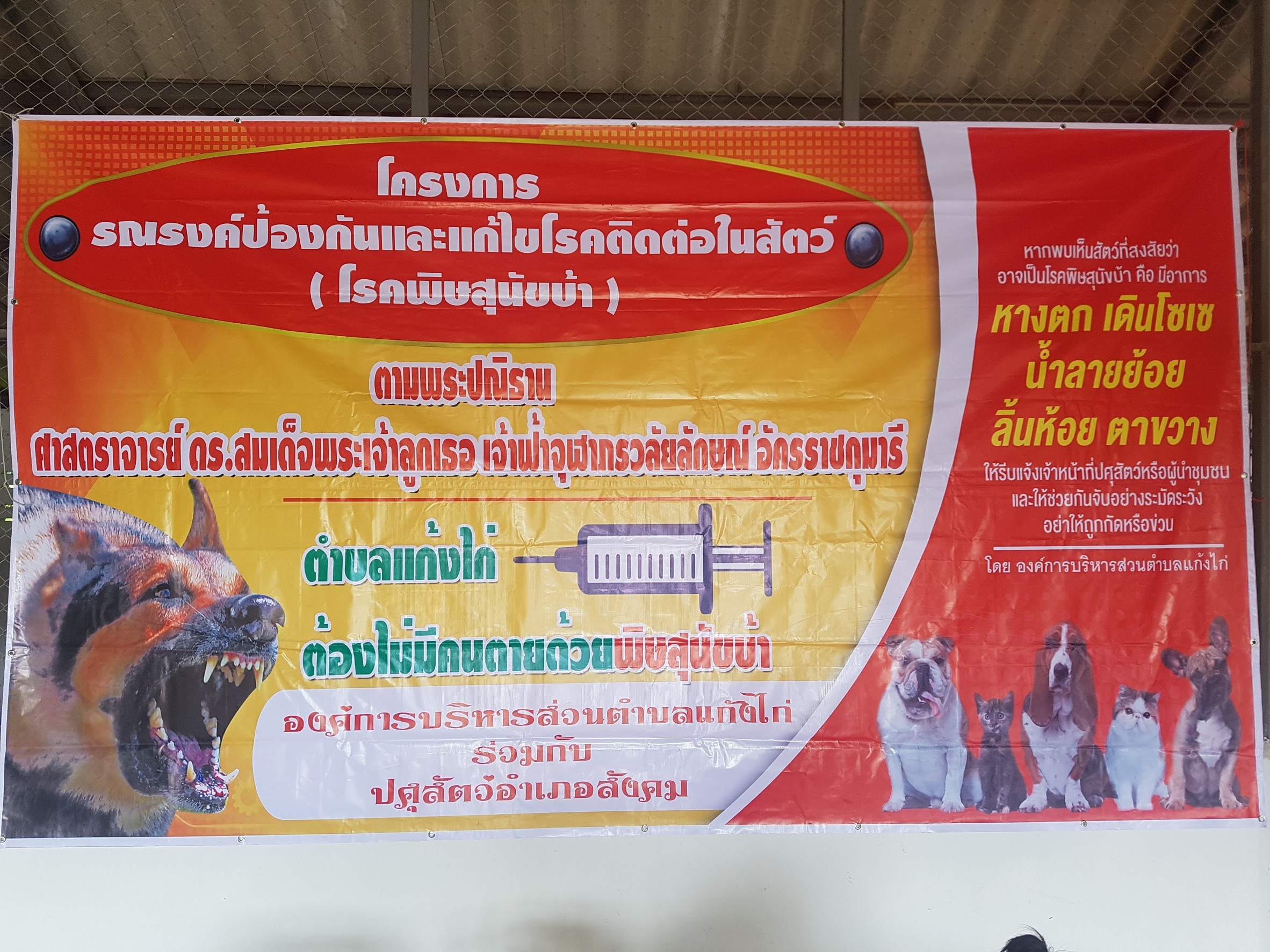 ฉีดยาสุนัขในเขตตำบลแก้งไก่